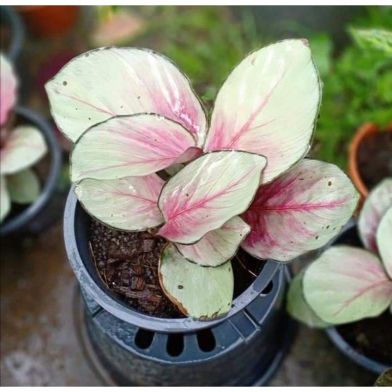 TANAMAN HIAS CALATHEA SILVERPLATE - TANAMAN HIAS CALATHEA