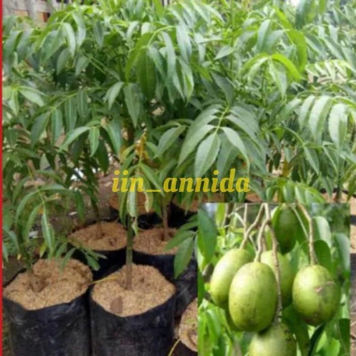 Paling Laris Bibit kedondong/bibit tanaman buah dondong