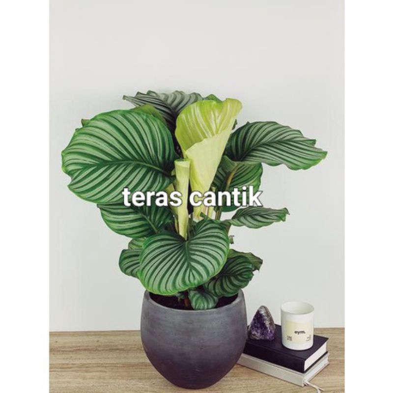 Calathea Orbifolia
