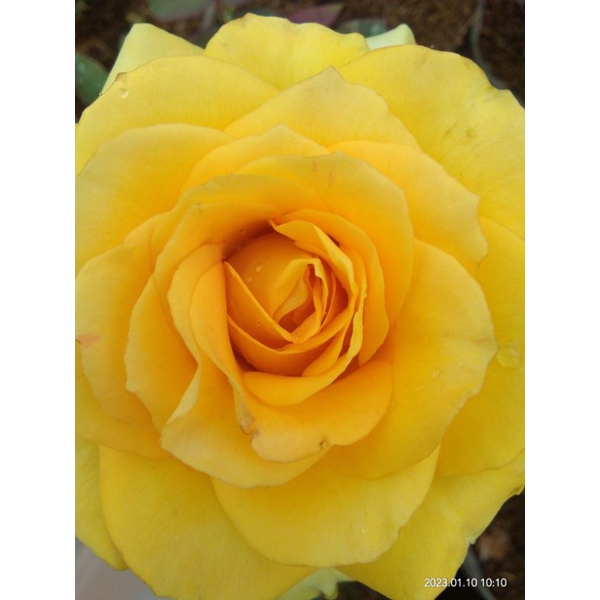 Mawar Holland Kuning