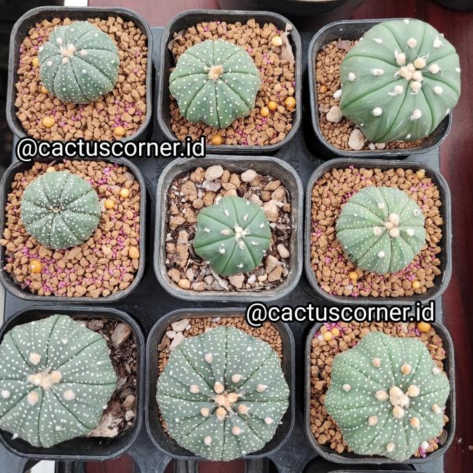 Astrophytum mix besar