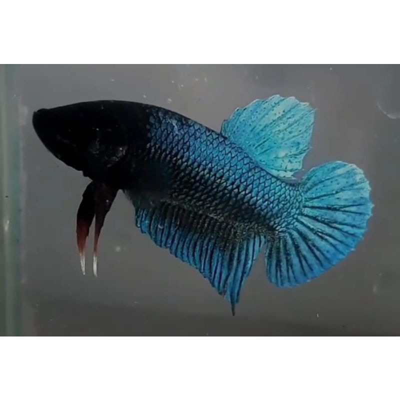 Cupang Aduan Medan Super Original