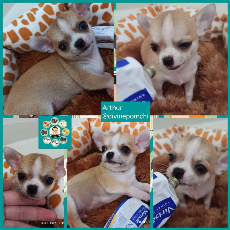 Gambar Arthur Chihuahua Smooth Coat Jantan Good Quality & Bloodline