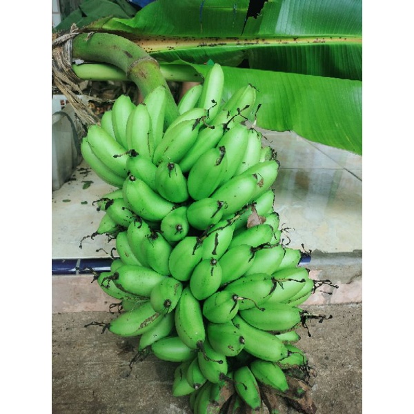 

PISANG EMAS MENTAH 1 TANDAN UTUH