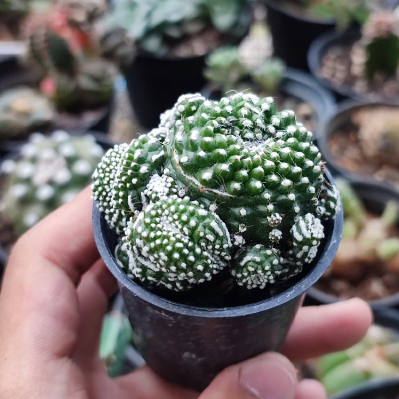 Kaktus Notocactus Scopa Inermis Crested Ownroot tanpa duri