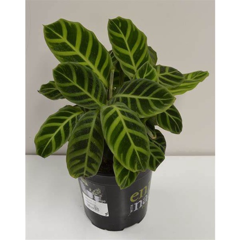 Tanaman Hias Calathea Kipas Dewa / Zebrina - Kalatea Zebrina