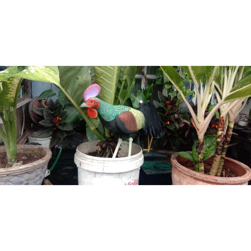 jontrot/replika pikat ayam hutan bekisar jantan