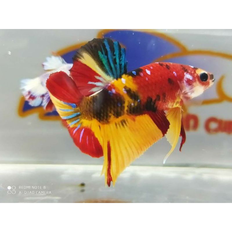 PK ORANGE BASE MULTY