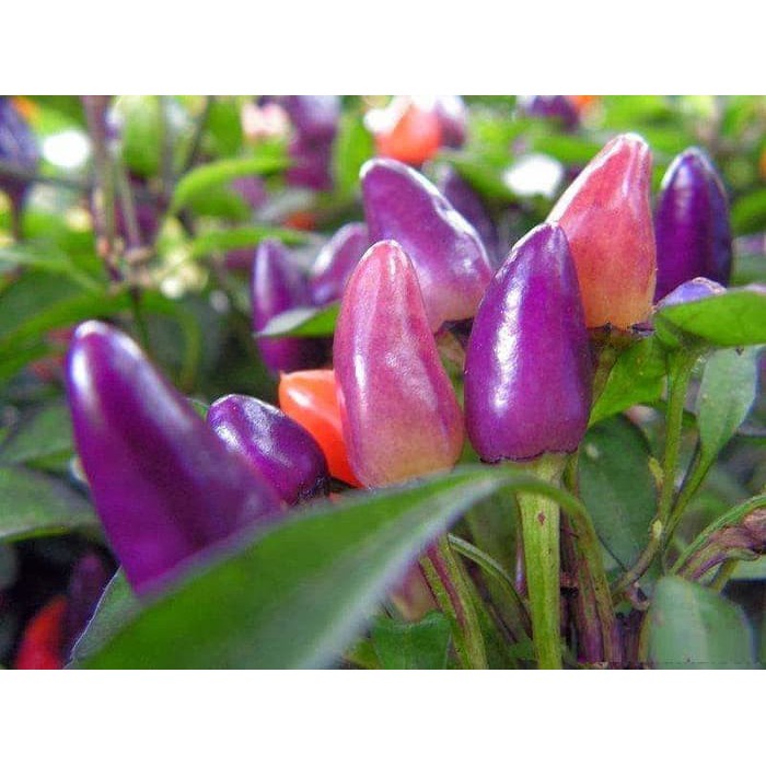 Benih Seribuan - 2 Bibit Cabe Pelangi Purple Rainbow Unggul