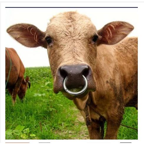 Ring Cincin Hidung Sapi Stainless Steel Bull Ring Sapi Kerbau Banteng Kualitas Terbaik