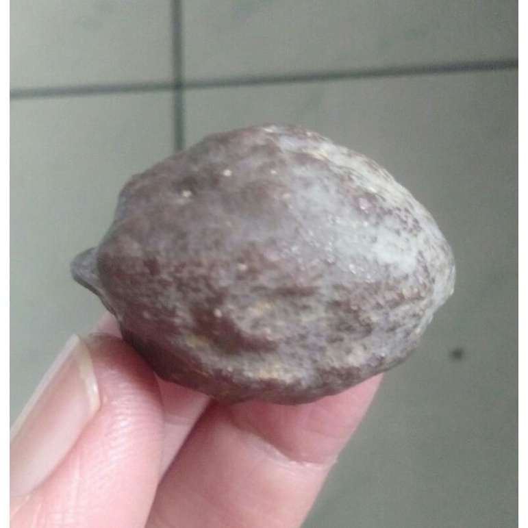 Kemiri Adu Muncang Adu Jalim Jawa Ori Tua Jatuhan