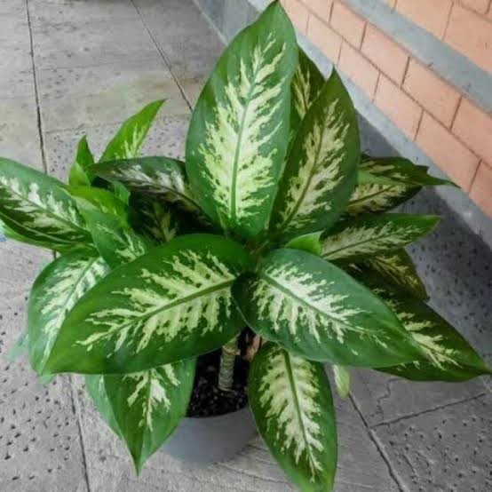 Tanaman Hias Aglonema Sri Rezeki - Aglonema Sri Rezeki