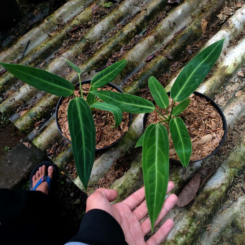 anthurium warocqueanum
