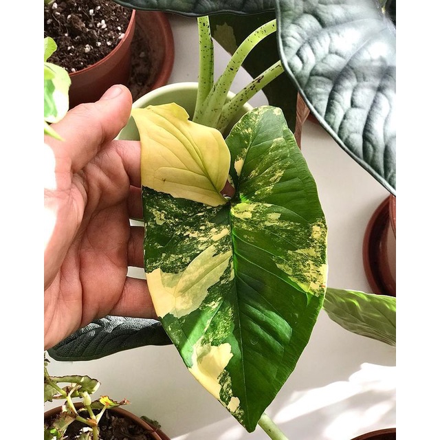 tanaman hias syngonium aurea/ variegata kuning