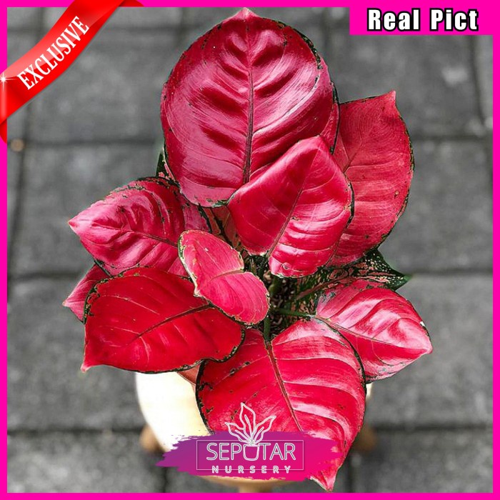 Benih Aglonema Red Anjamani - Tanaman Hias Aglonema