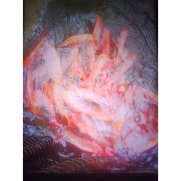 

ikan nila merah