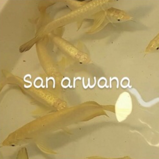 hiasan arowana golden crossback 24k gold head premium