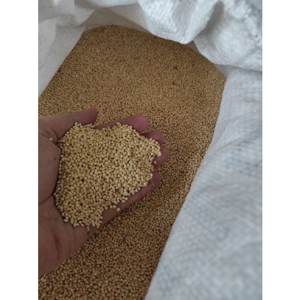 MILET PUTIH PAKAN BURUNG LOVEBIRD PERKUTUT KENARI