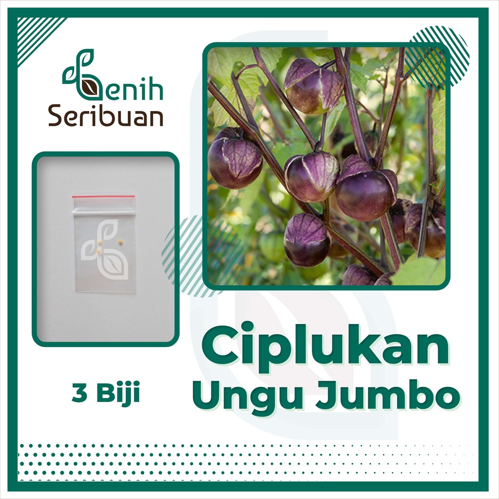 Benih Seribuan - 3 Bibit Buah Ciplukan Ungu Jumbo Unggul