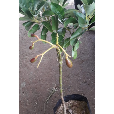 Bibit Alpukat Okulasi Aligator Bisa Berbuah Dalam Pot