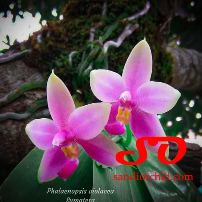 Phalaenopsis violacea "mentawai"