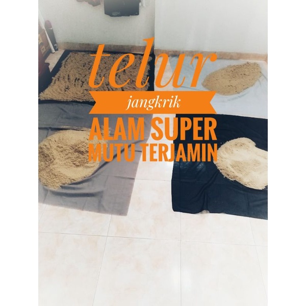 COD Telur Jangkrik Alam 100 gram Kualitas Super