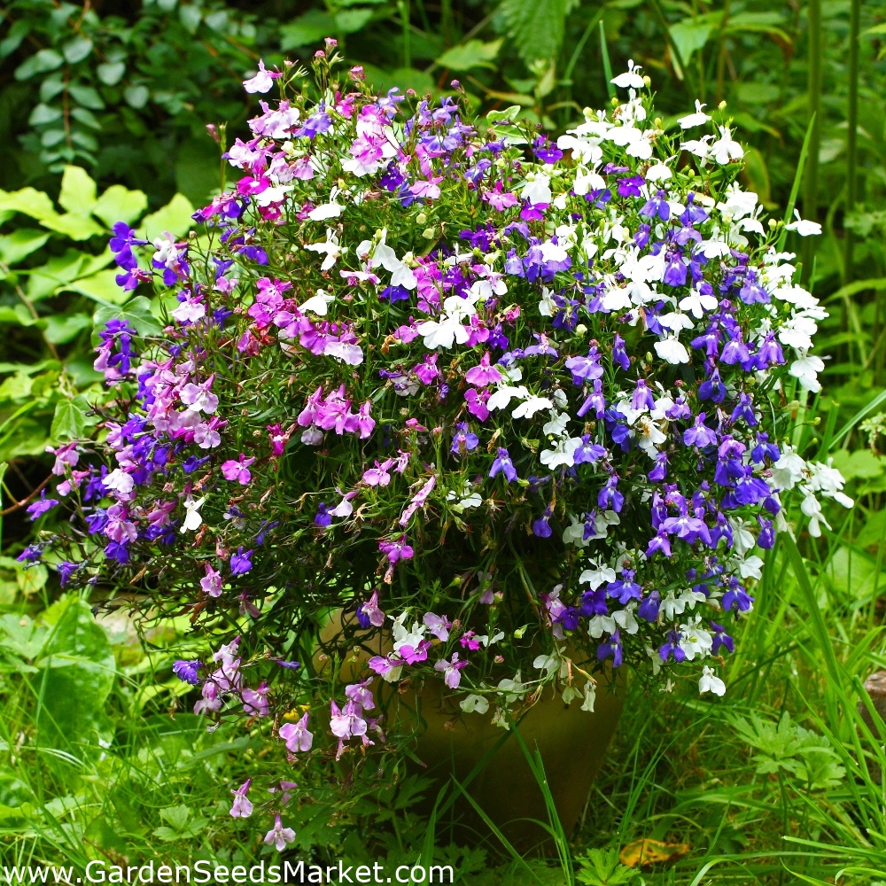 1 Biji Benih Bibit Tanaman Hias Bunga Gantung - Trailing Lobelia Mix Warna Warni