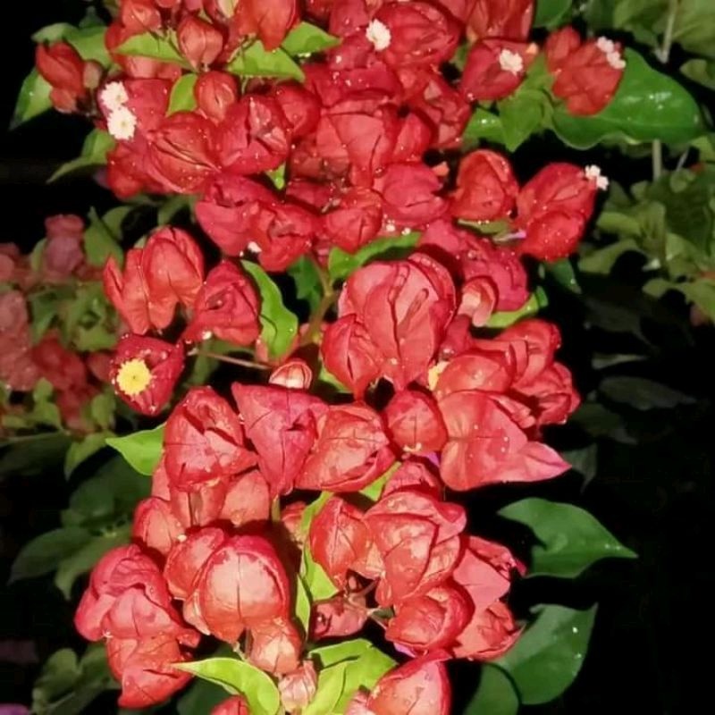 Bougenville Anggur Bugenvil Anggur Red Bugenvil Import Ori