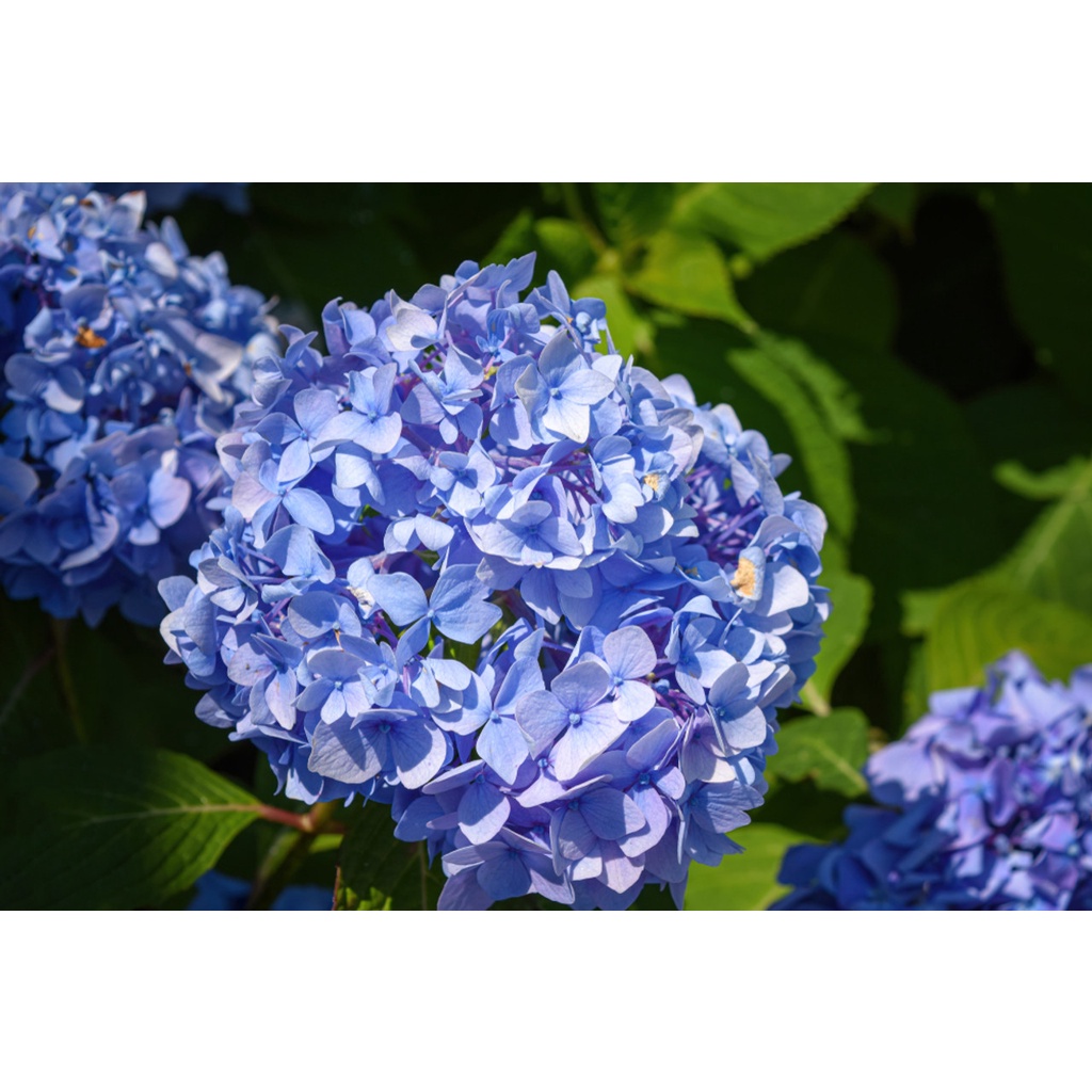 Benih Bibit Biji - Bunga Hydrangea Mix Warna Hortensia Flower Seeds - IMPORT