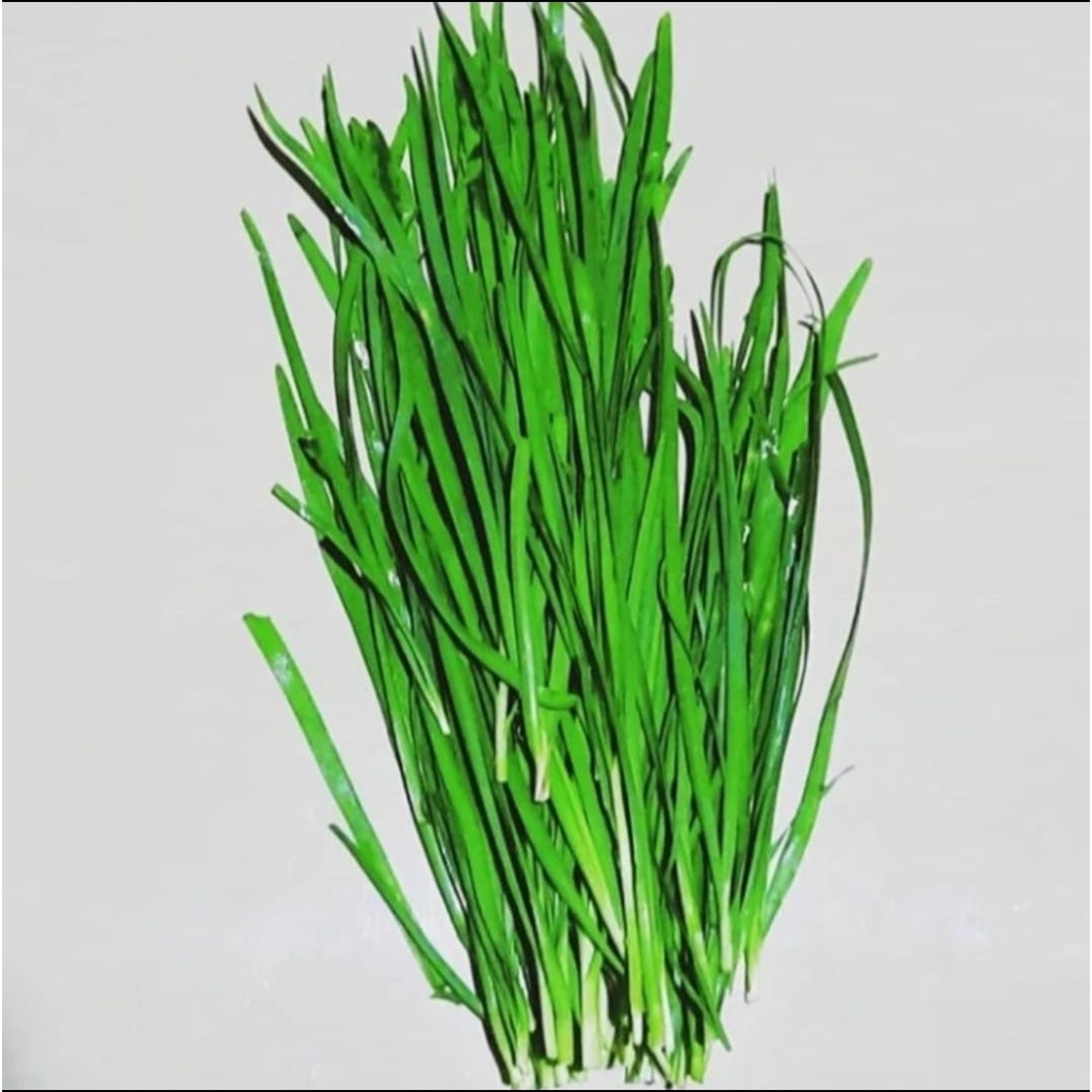 

Sayur Kucai Segar - 1 Ikat