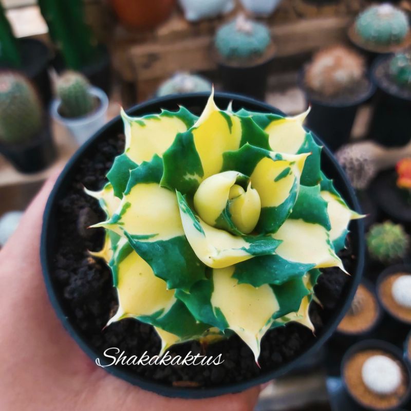 agave shoji raijin var