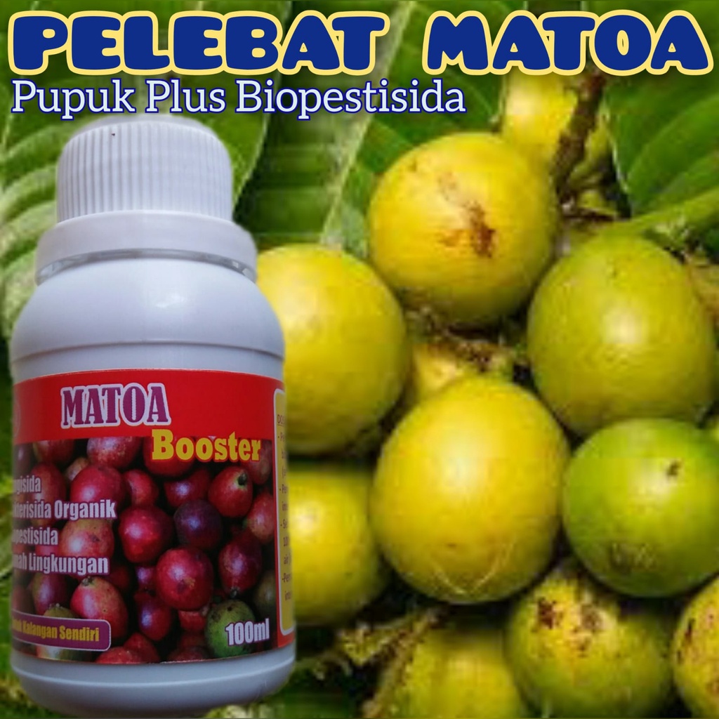 Pupuk Pelebat Buah Matoa Pupuk Booster Matoa Cepat Berbuah Lebat Pupuk Tanaman Matoa Ampuh Pupuk Pel