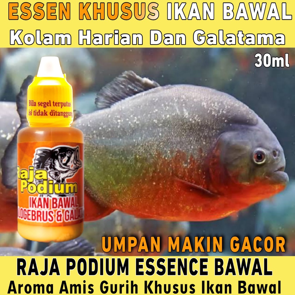 Essen Raja Podium Khusus Ikan Bawal Harian Aroma Amis Gurih Paling Bagus Buat Mancing Siang Dan Mala