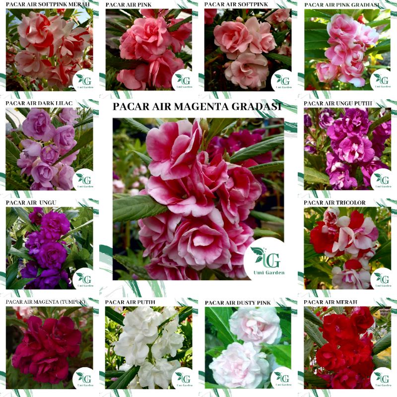 100 Benih Bunga Pacar Air Impatiens Balsamina Tumpuk Mix 16 Warna Putih Merah Ungu Pink Dark Lilac M