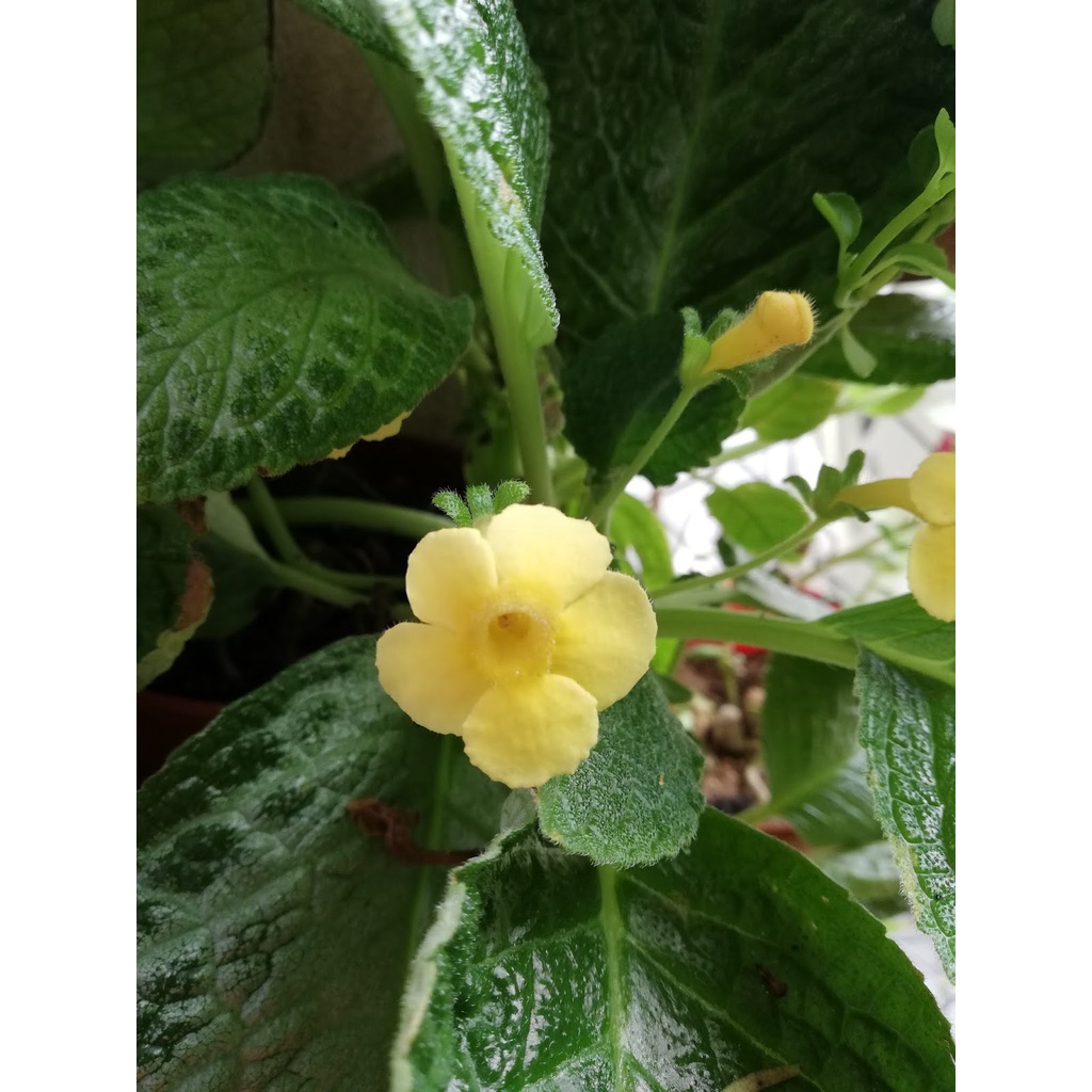 [REAL PICT] bunga gantung episcia monet / episcia import / episcia bunga kuning / tanaman hias episc