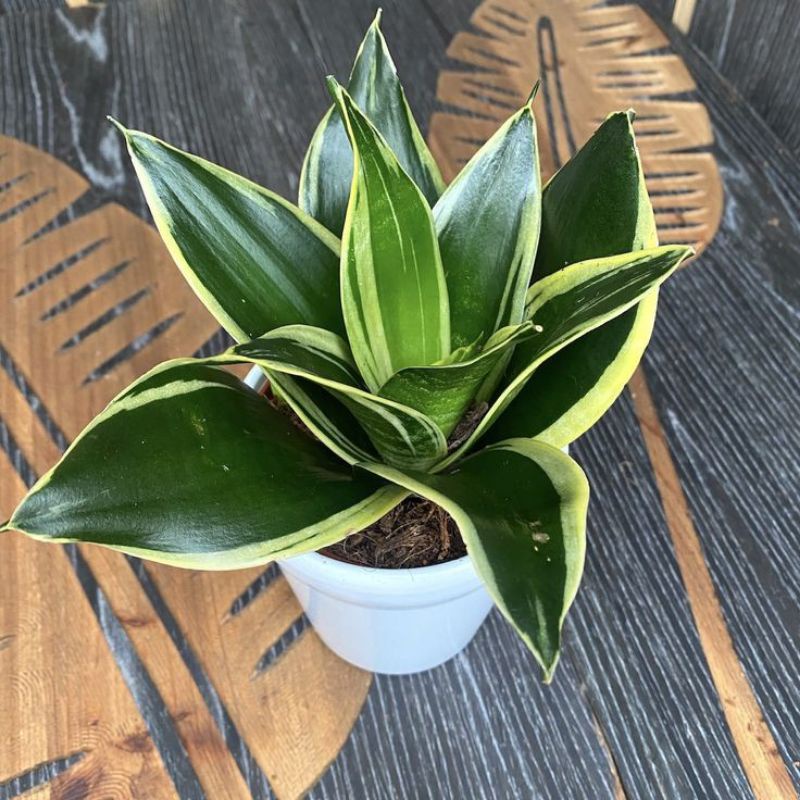 Sanseivera 'Jade Pagoda'