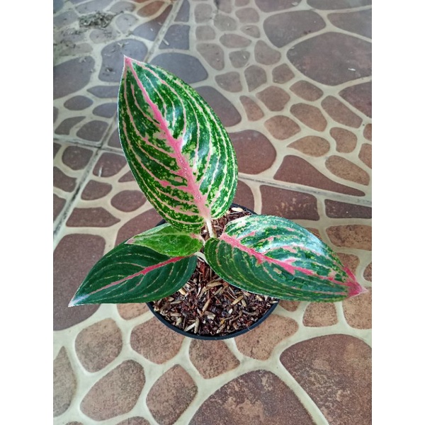 Tanaman hias baby aglonema green legacy