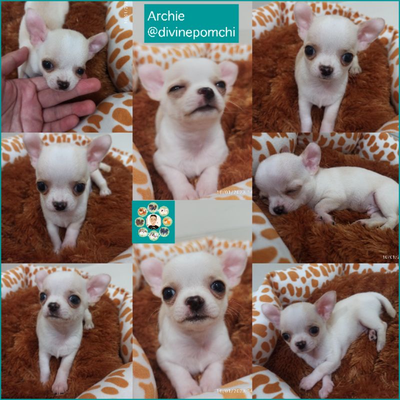 Gambar Archie Chihuahua Smooth Coat Jantan Good Quality & Bloodline