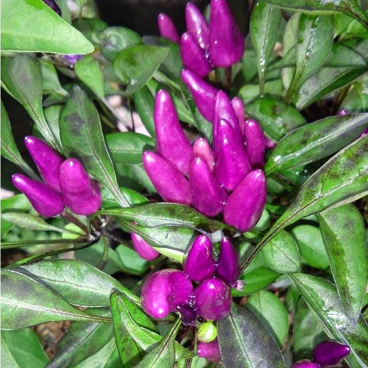 (SF) 2 Benih Cabe Hias Ungu Purple Candle Light Tanaman Hias Cabai Unik - Bibit Sayur