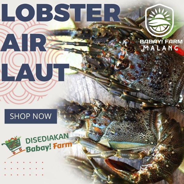 

Lobster Air Laut Pasir 500 gr 1 kg Cangkang Utuh / Kupas