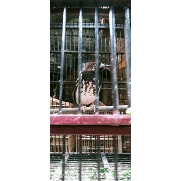 ANIS KEMBANG GACORAN