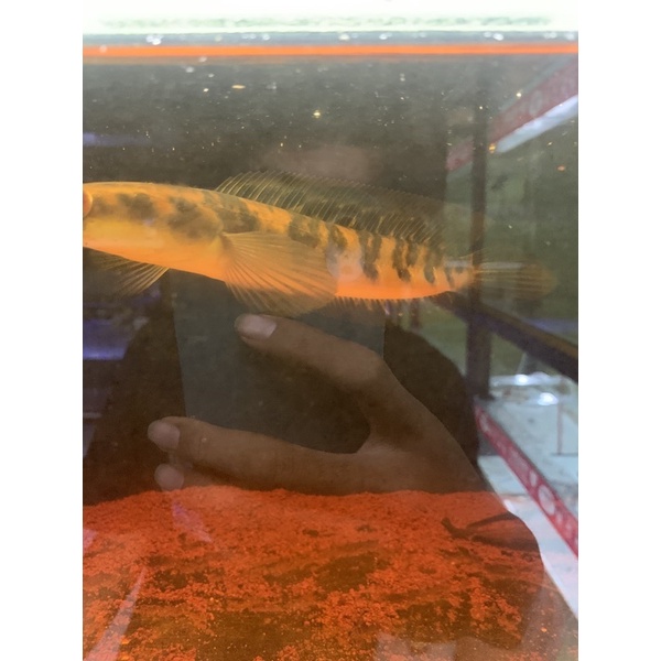 channa maru ys 17-19cm