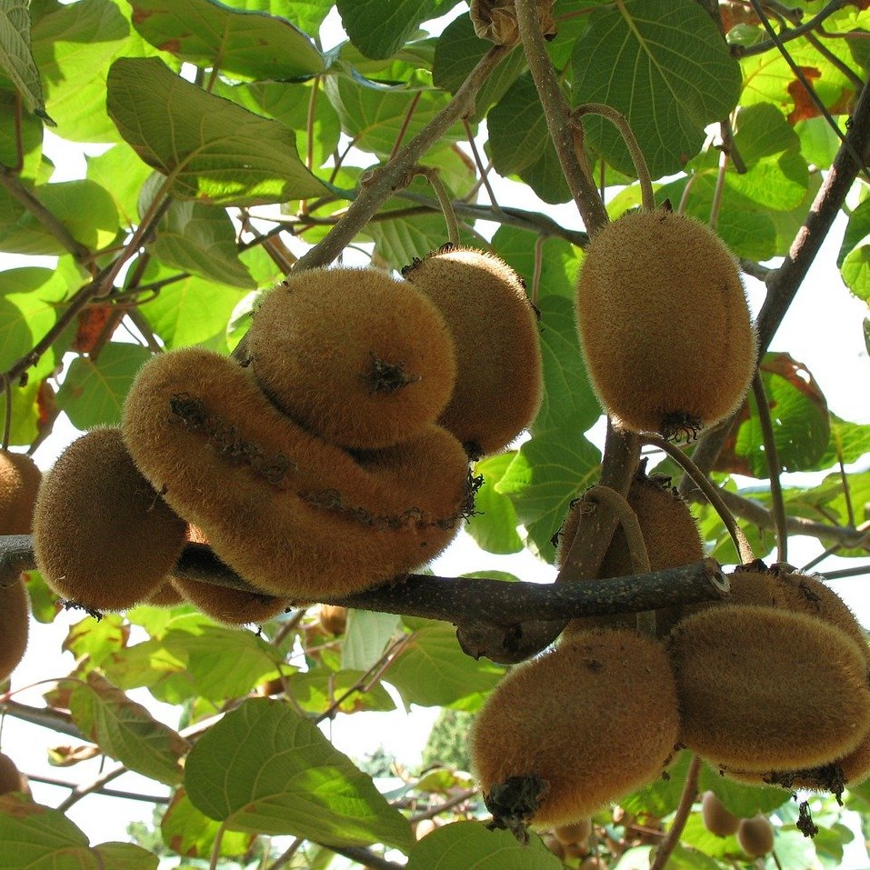 Benih Seribuan - 5 Bibit Buah Kiwi Hijau Unggul
