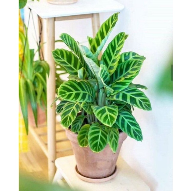 TANAMAN HIAS CALATHEA ZEBRINA - TANAMAN HIAS CALATHEA