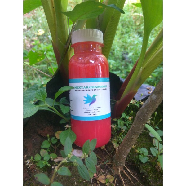 Nextar champion pakan burung konin dan sogon