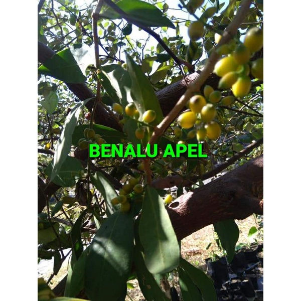 

DAUN BENALU APEL KERING 1000 GRAM