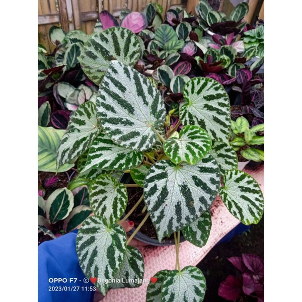 begonia imperialis rimbun remaja