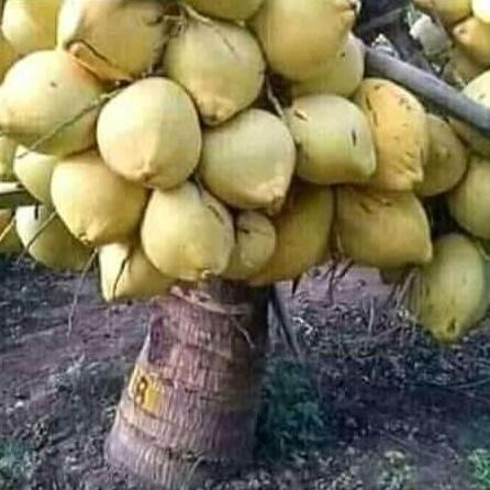 bibit kelapa hibrida kuning