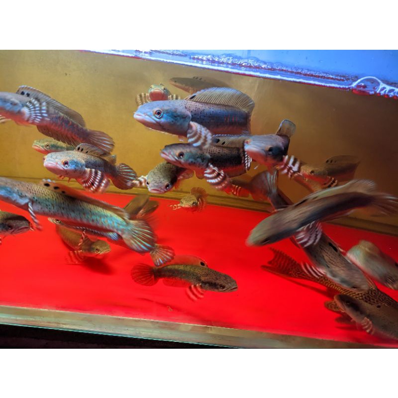 PULCHRA BLUE 17 19CM