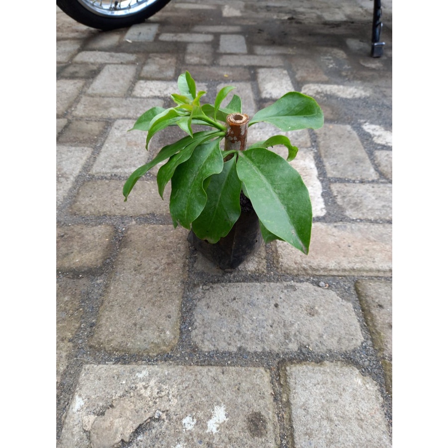 Bibit Tanaman Pereskia grandifolia ora pro nobis